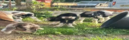 Goats livestock for sale:  baby goats kids dairy males goat - Advert 2