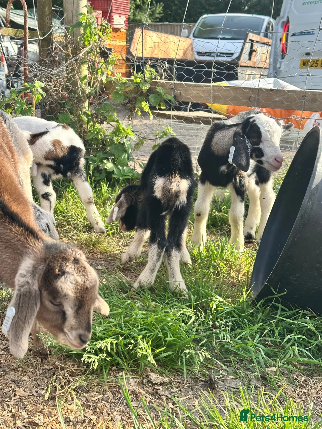 Goats livestock for sale:  baby goats kids dairy males goat - Advert 2