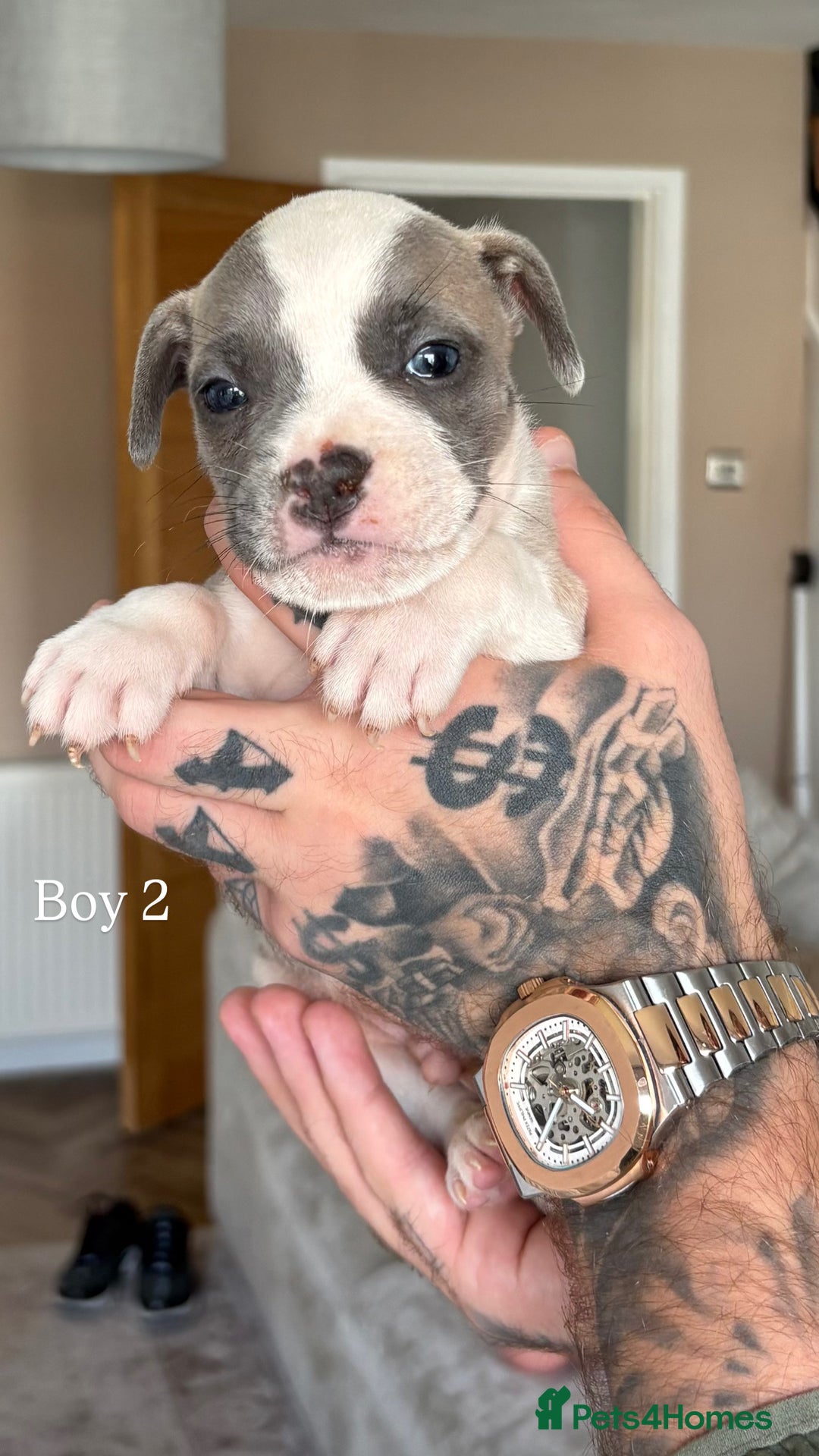 Mixed Breed dogs for sale: 11 gorgeous Staffy x Frenchie pups🤍 - Image 4