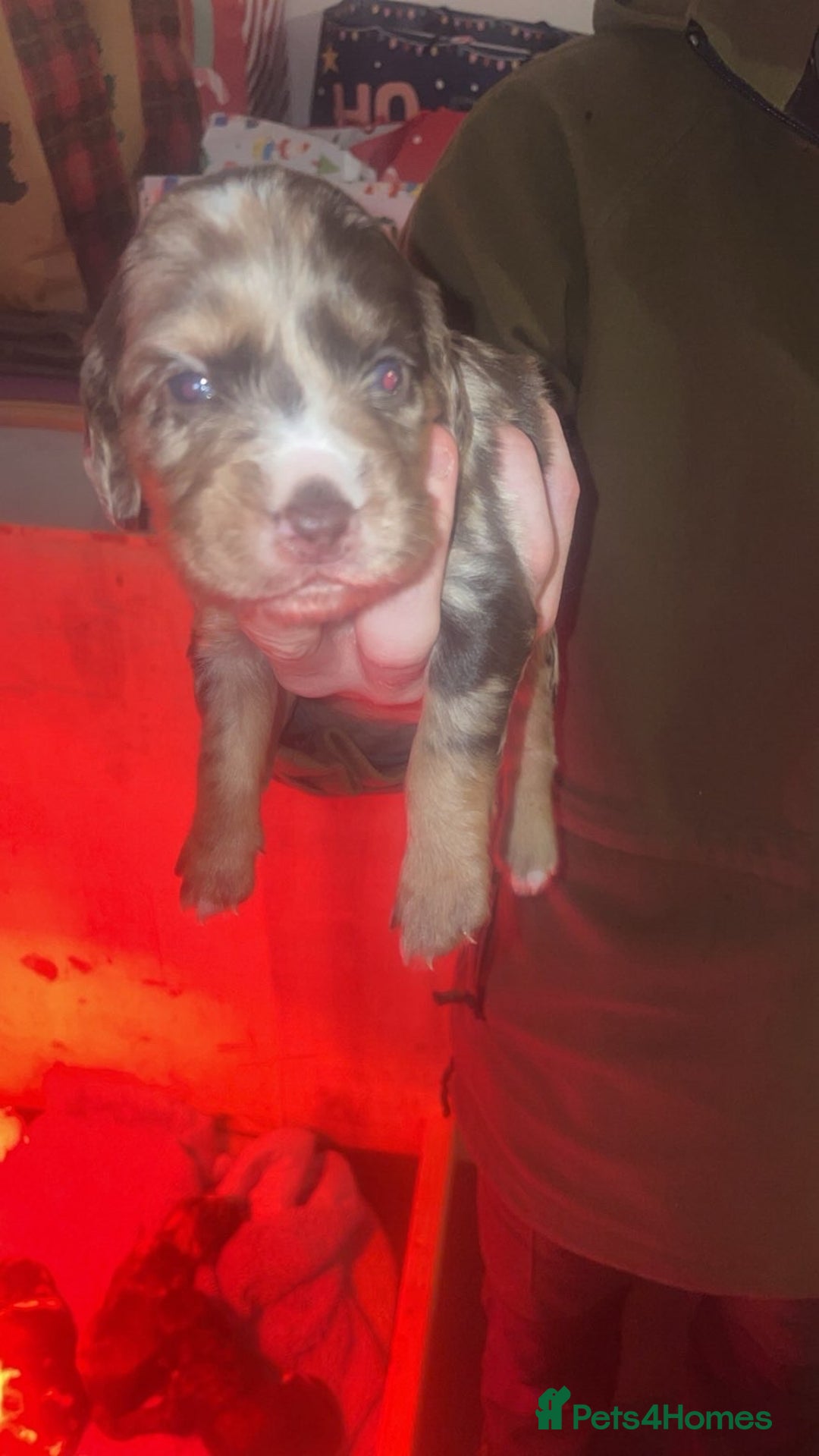 Cocker Spaniel dogs for sale: Stunning Working cocker spaniels  - Advert 12