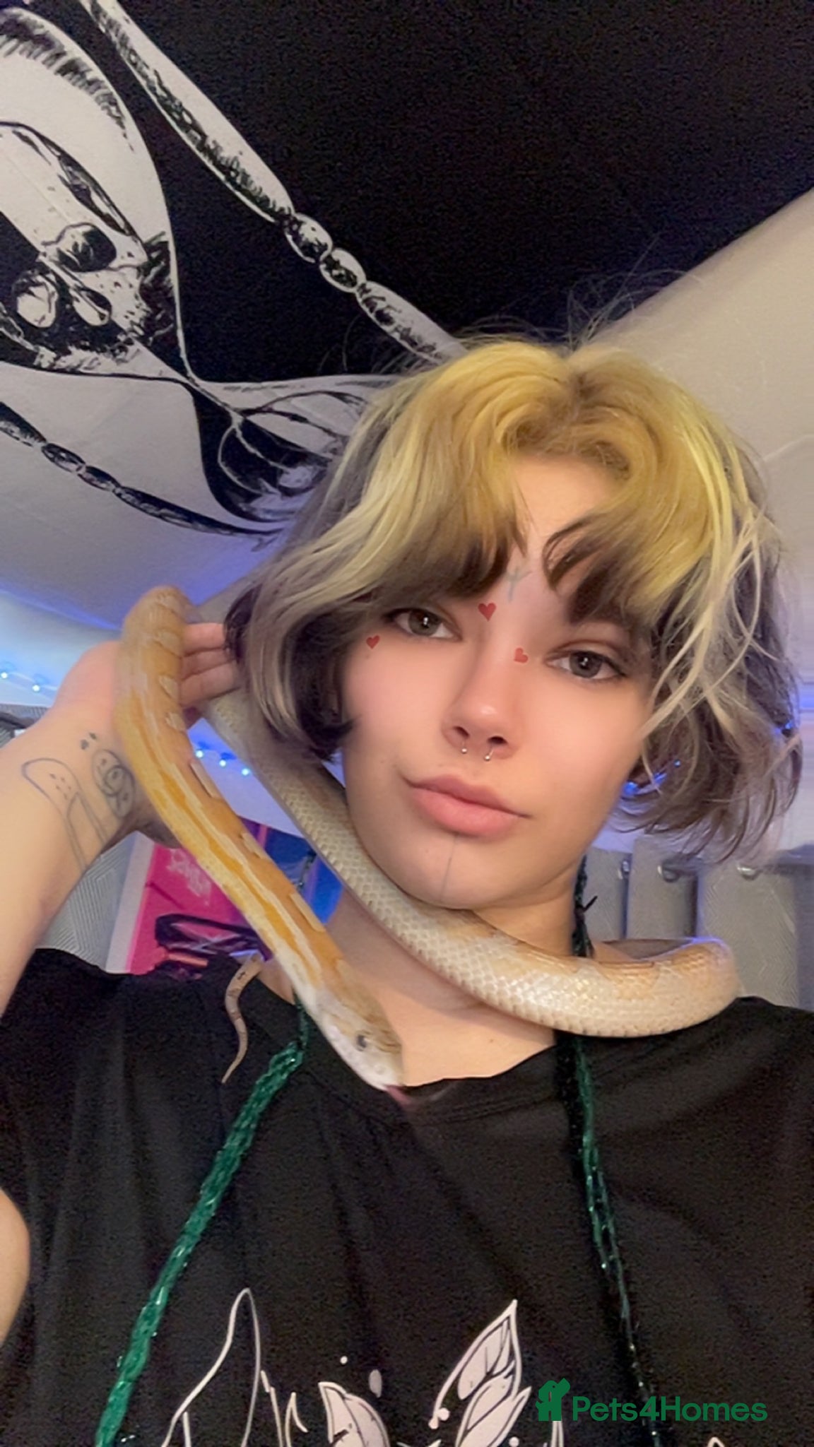 Python Snake reptiles for sale: 2 snakes (corn + royal python)  - Advert 3