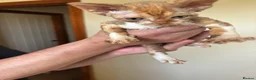 Devon Rex cats for sale: Quintelin Devon Rex - Advert 5