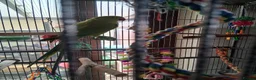 Ringnecks birds for sale: Female ringneck for sale in Chorley - Advert 1