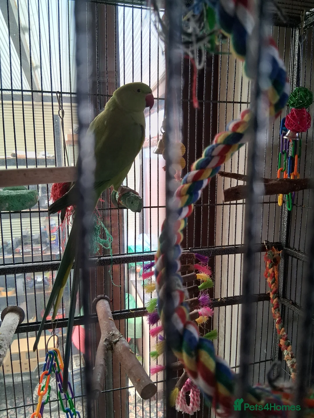 Ringnecks birds for sale: Female ringneck for sale in Chorley - Advert 1