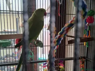 Ringnecks birds Female ringneck for sale - Advert 1