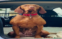 Hungarian Vizsla dogs for sale:   ⚜️Hungarian Vizsla puppies⚜️ - Image 20