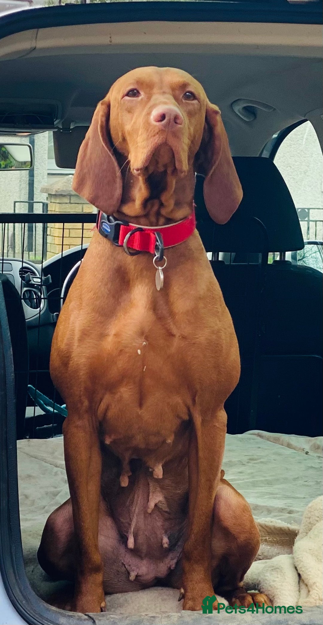 Hungarian Vizsla dogs for sale:   ⚜️Hungarian Vizsla puppies⚜️ - Image 20