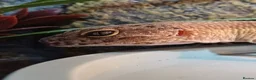 Leopard Gecko reptiles for sale: Female leopard gecko  - Advert 2