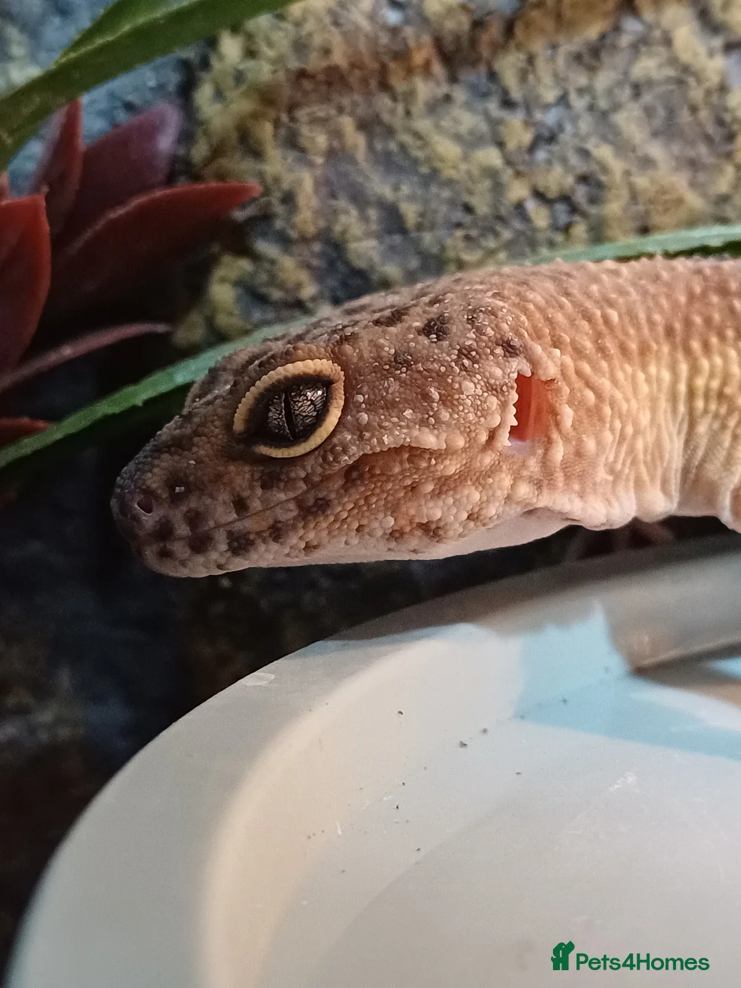 Leopard Gecko reptiles for sale: Female leopard gecko  - Advert 2