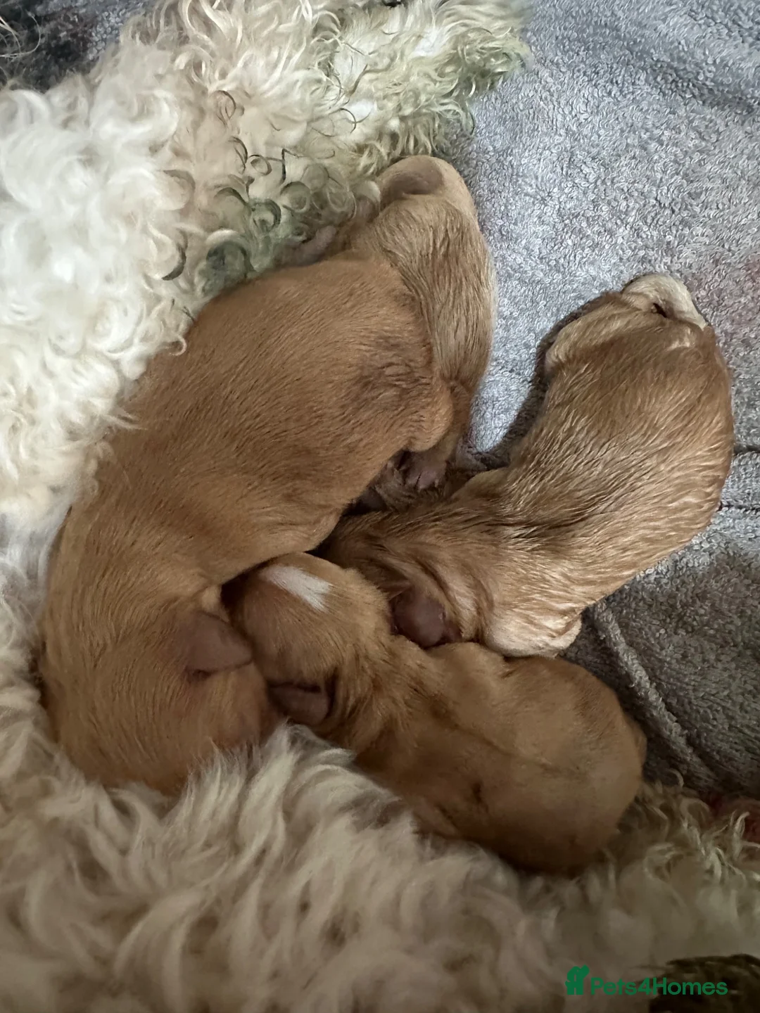 Cavapoo dogs for sale: Cavapoo puppies  - Advert 8