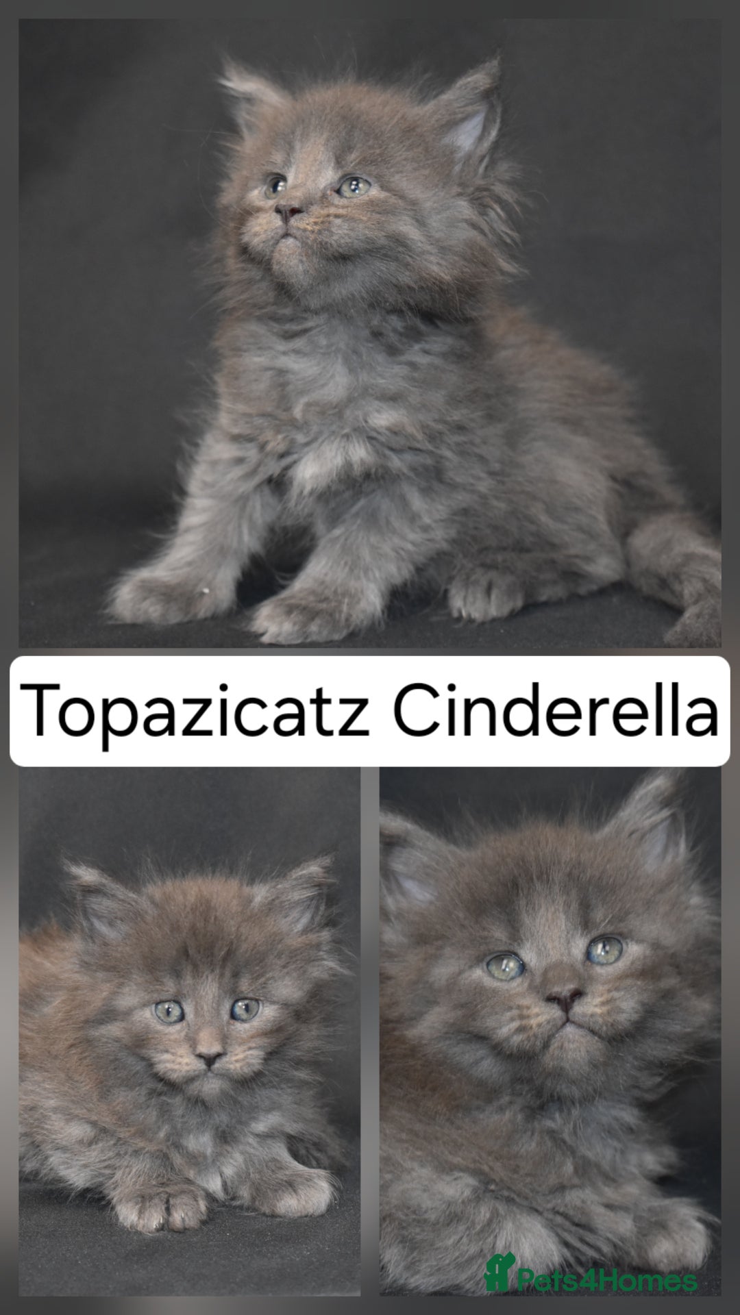 Maine Coon cats for sale: Tica kittens and retired queen available - Advert 7