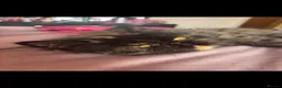 Persian cats for sale: Stunning Himalayan Persians - Advert 15