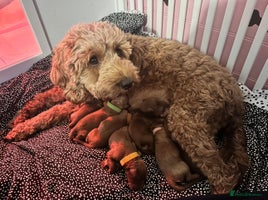 Cockapoo dogs 7 adorable F2b Cockapoo’s. Ready to leave 20/12/25 - Advert 1