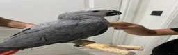 Parrots birds for sale: READY TO LEAVE Super cuddly baby greys  - Advert 8