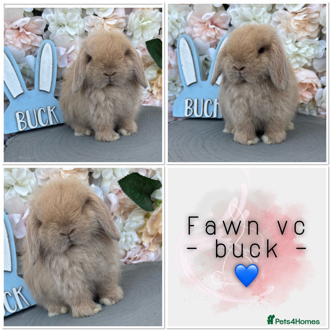 Mini Lop rabbits for sale: 🌟🌟 mini lop babies 🌟🌟 - Image 1