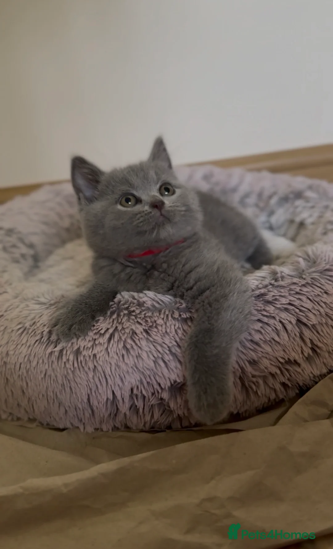 British Shorthair cats for sale: Beautiful Champion Bloodlined BSH kittens. - Advert 40