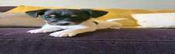 Jack Russell dogs for sale: Beautiful jack Russell puppies - Advert 2