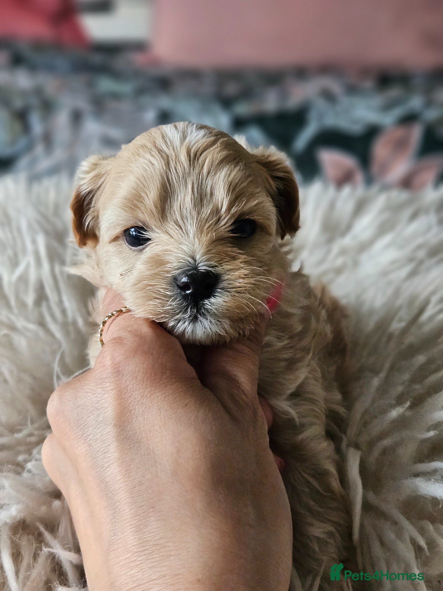 Maltipoo dogs for sale: Cute Small Maltipoos F1  - Advert 23