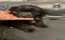 Cockapoo dogs for sale: Cockapoo F2 beautiful puppies ready to go  - Image 11