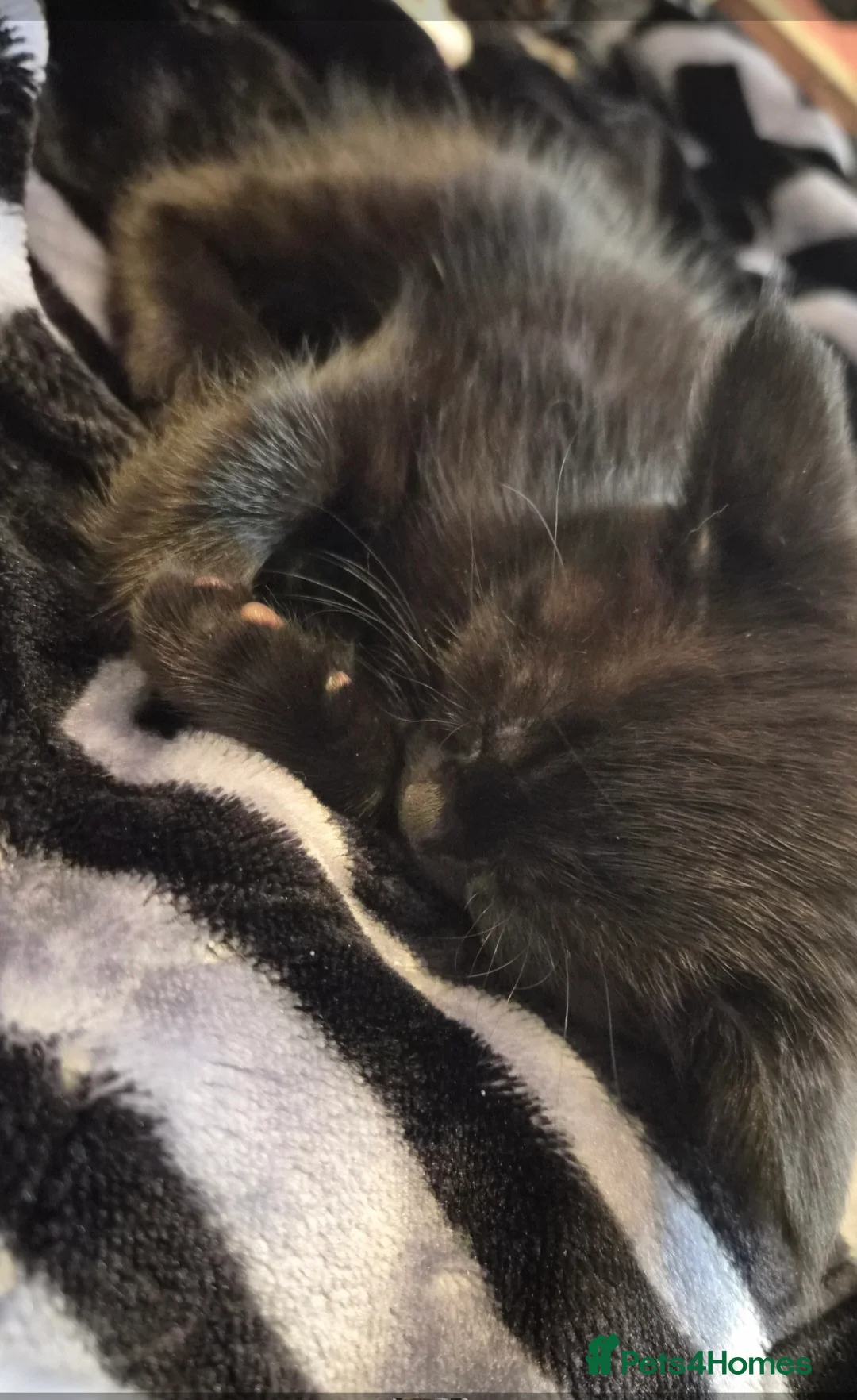 Maine Coon cats for sale: Black Smoke Tabby Maine Coon Mix – Unique Coat - Advert 2