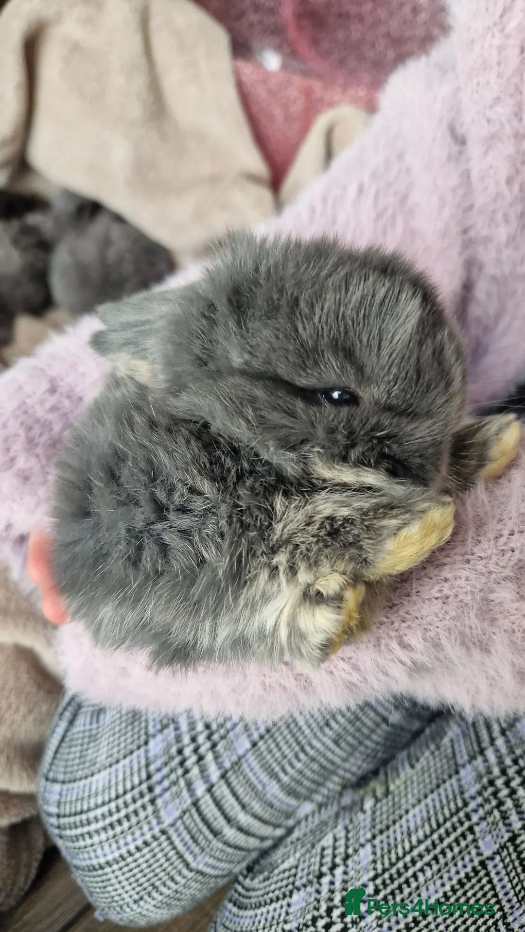Mini Lop rabbits for sale: Mini Lop Baby Rabbits–Ready for Loving Homes - Advert 2