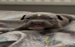 American Bully dogs for stud: American Bully For Stud in London - Image 7