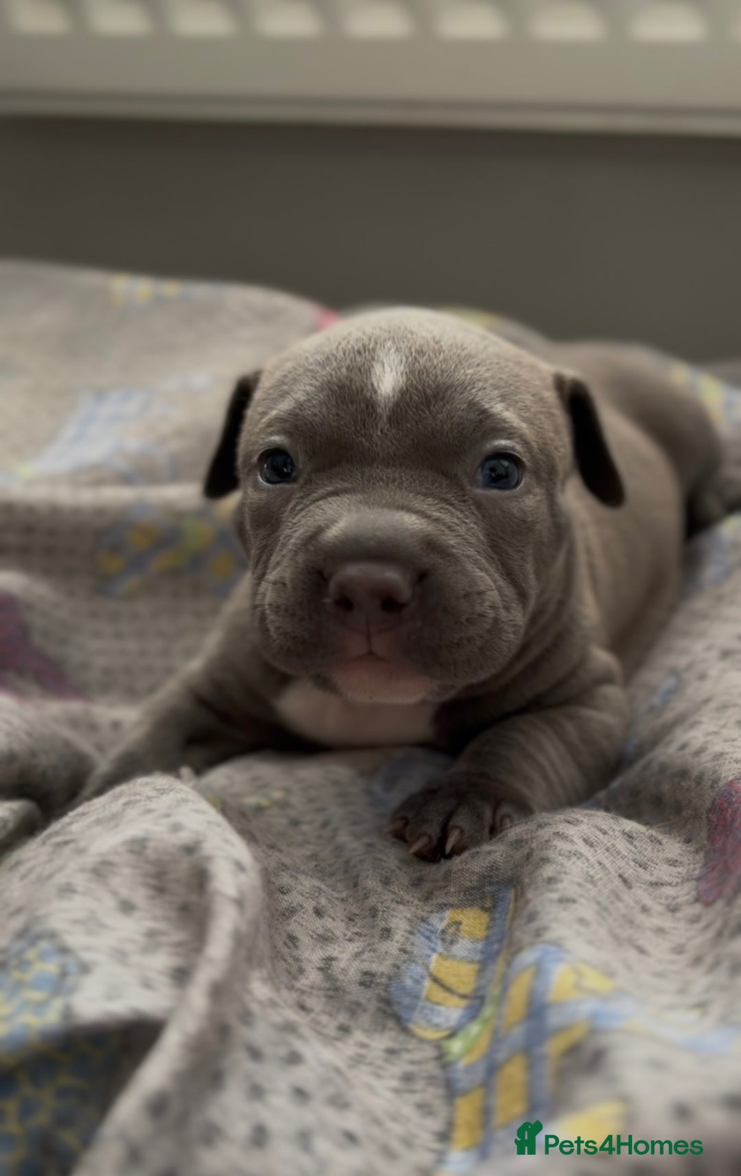 American Bully dogs for stud: American Bully For Stud in London - Image 7
