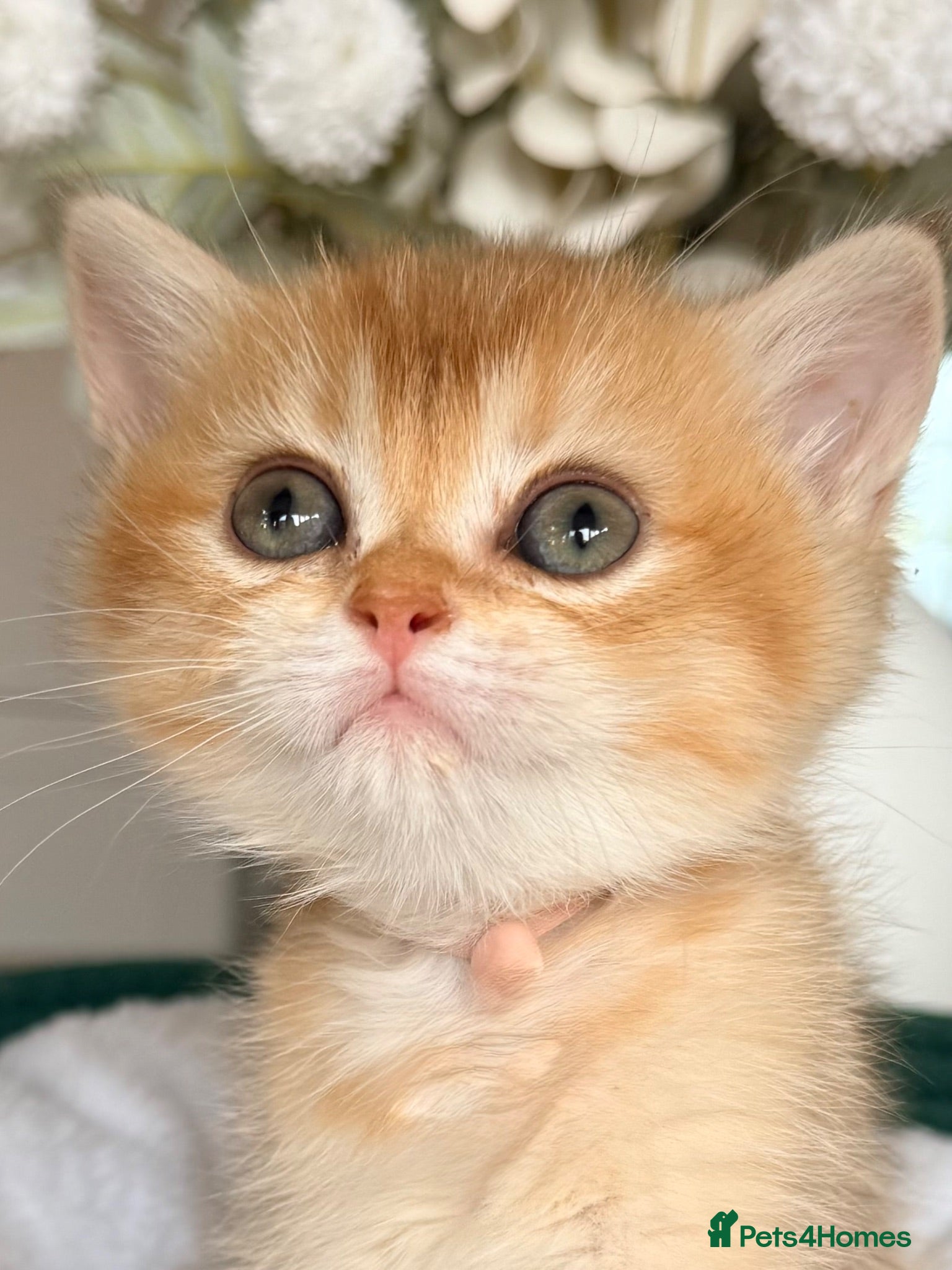 British Shorthair cats for sale: 🐱 TICA reg golden kittens 🐱  - Advert 4