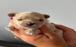 Maltipoo dogs for sale: Tiny F1 Asian Maltipoo puppies. Reserve now! - Image 11