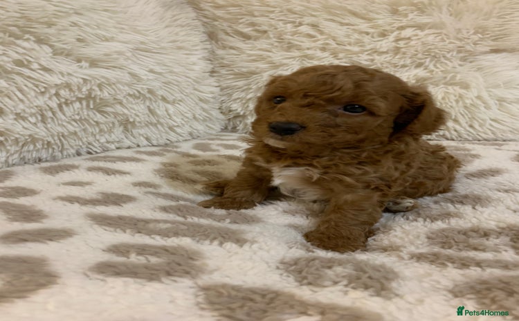 Poochon dogs - Advert 1