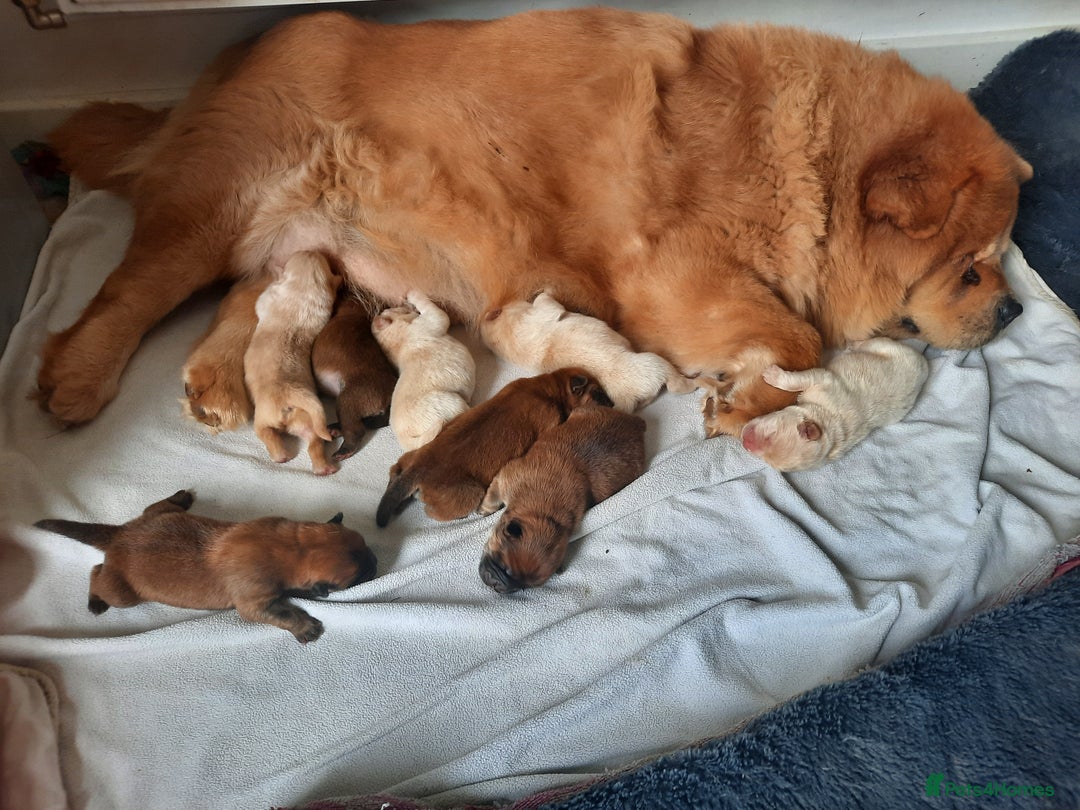 Chow Chow dogs for sale: Chow chow puppies for sale - Image 10