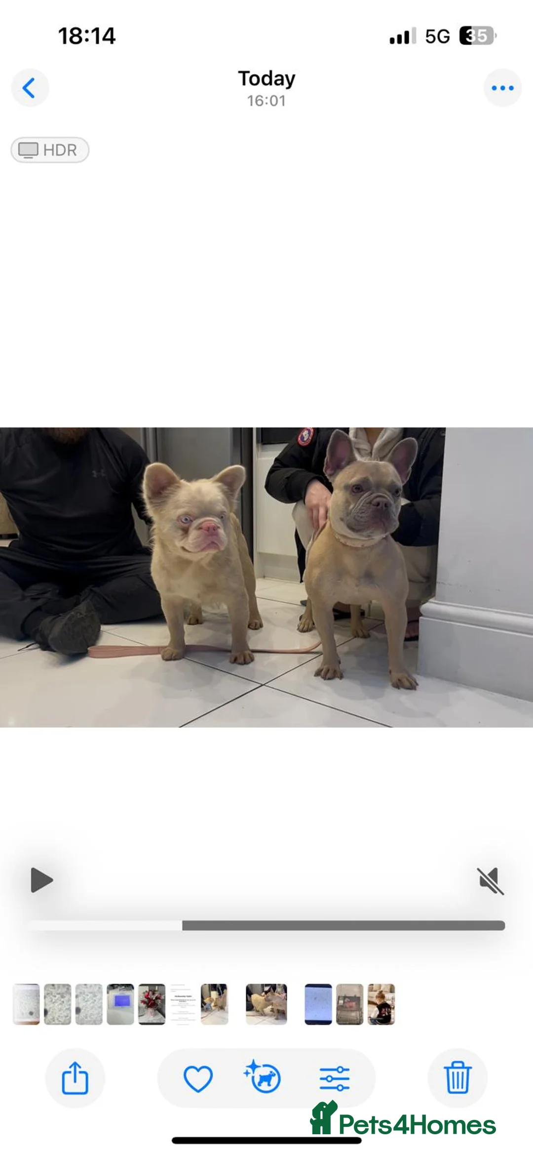French Bulldog dogs for sale: FLUFFY PINK ISABELLA BLUE TAN KC REGISTERED  - Advert 2