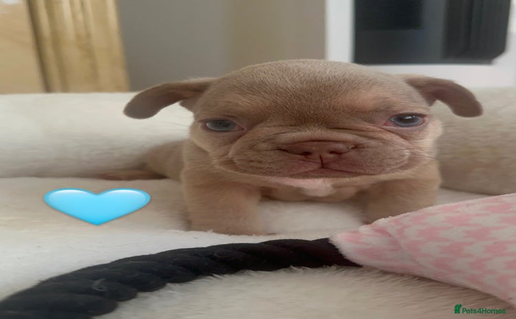 French Bulldog dogs - Advert 6