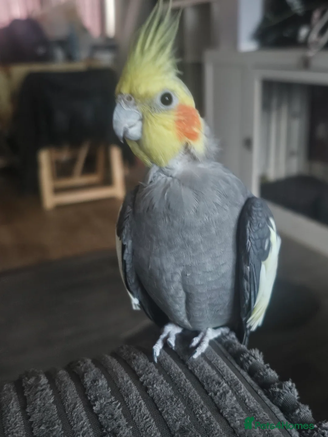 Cockatiels birds for sale: Breeding pair of cockatiels - Advert 5