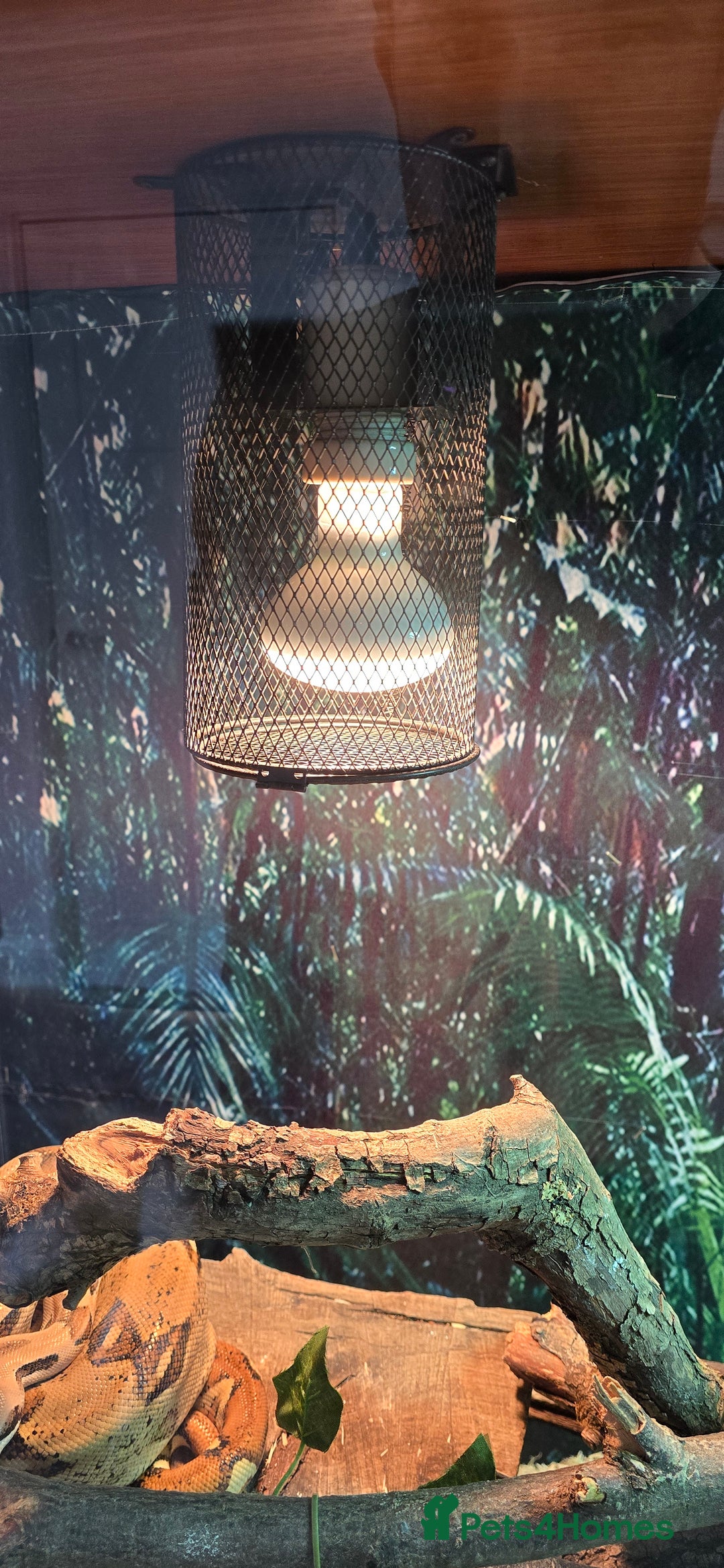 Boa Snake reptiles for sale: Large Snake Vivarium Setup + 2 Boa Constrictors - Advert 28