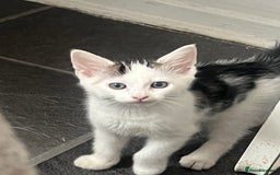 Mixed Breed cats for sale: Beautiful Kitten Looking for His Forever Home - Image 3