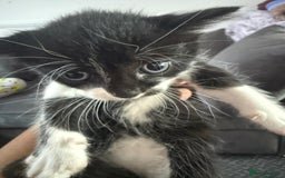 Mixed Breed cats for sale: Mix breed kittens  - Image 4