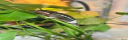 Chameleon reptiles for sale: Chameleons ambilobe - Advert 12