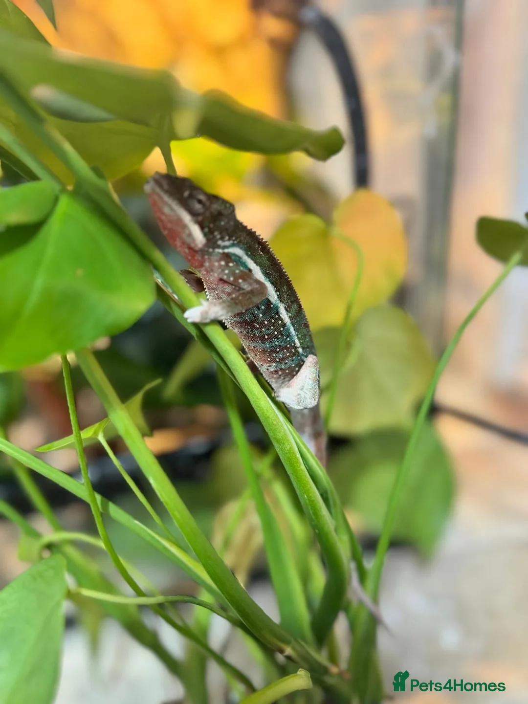 Chameleon reptiles for sale: Chameleons ambilobe - Advert 12
