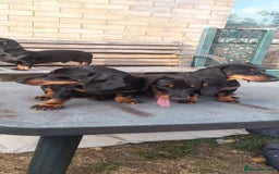Miniature Dachshund dogs for sale: 14 weeks old 2 girls 2 boys miniature dachshunds - Image 1