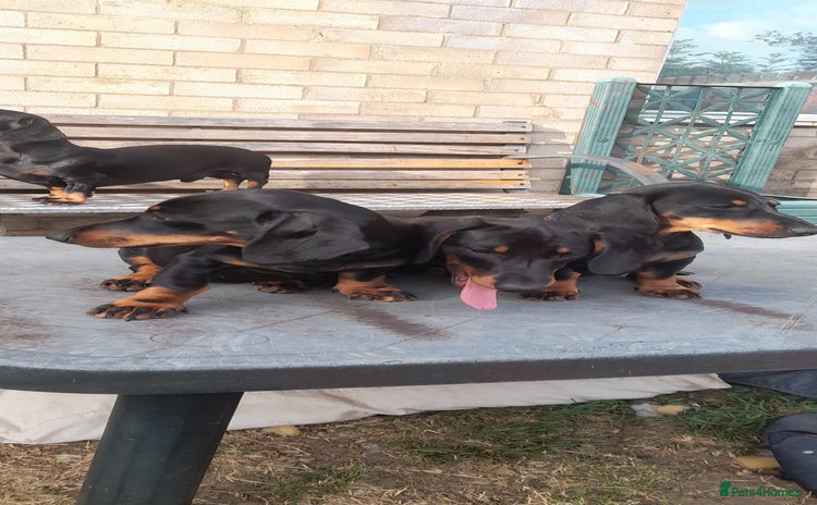 Miniature Dachshund dogs - Advert 4