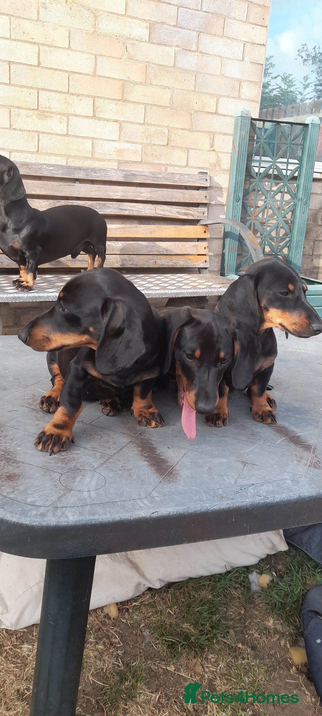 Miniature Dachshund dogs for sale: 14 weeks old 2 girls 2 boys miniature dachshunds - Image 1