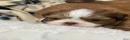 Shih Tzu dogs for sale: Beautiful imperial Shih Tzu puppies  - Advert 16