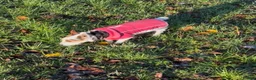 Jack Russell dogs for sale: Miniature Jack Russell’s - Advert 7