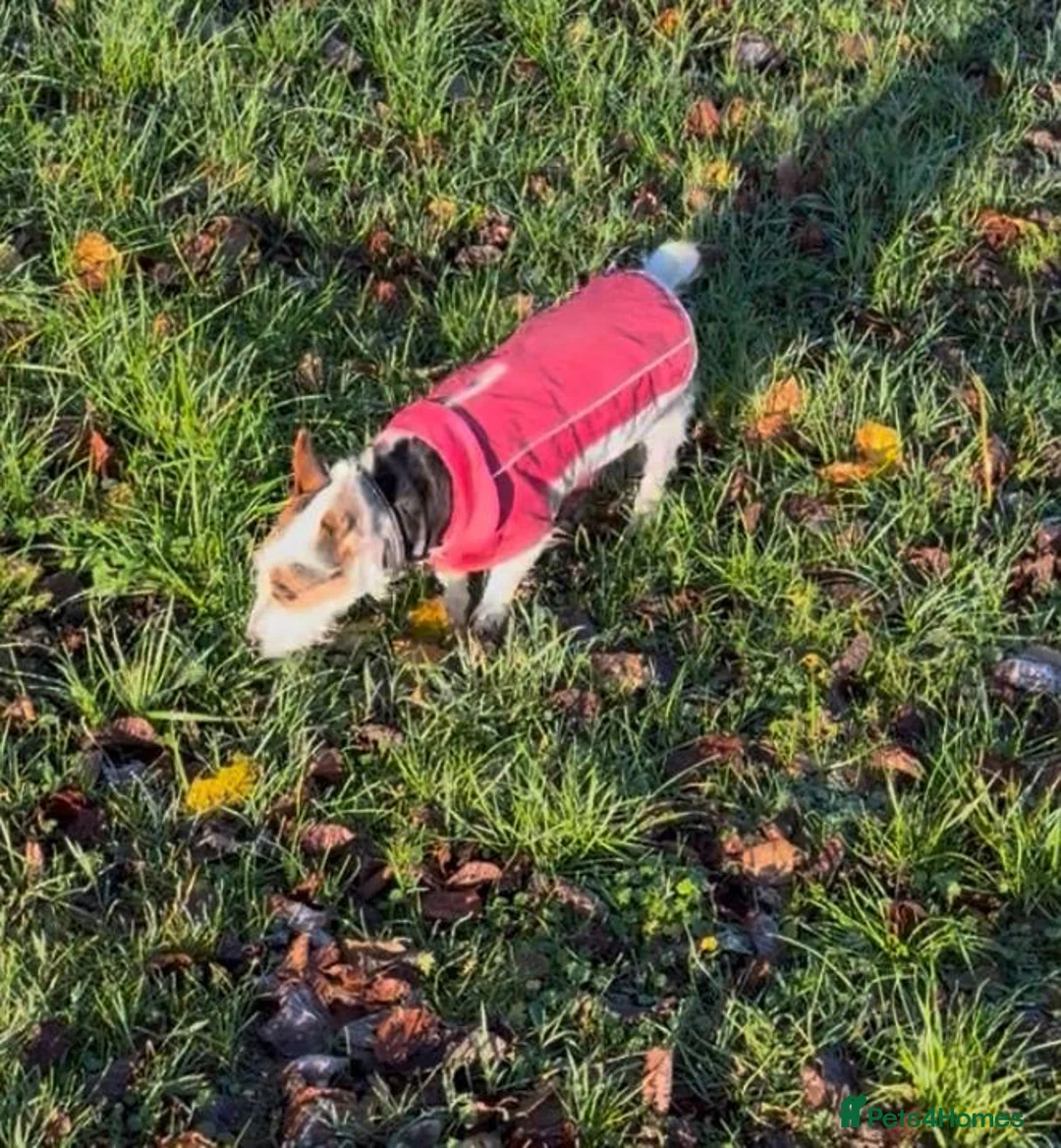Jack Russell dogs for sale: Miniature Jack Russell’s - Advert 7