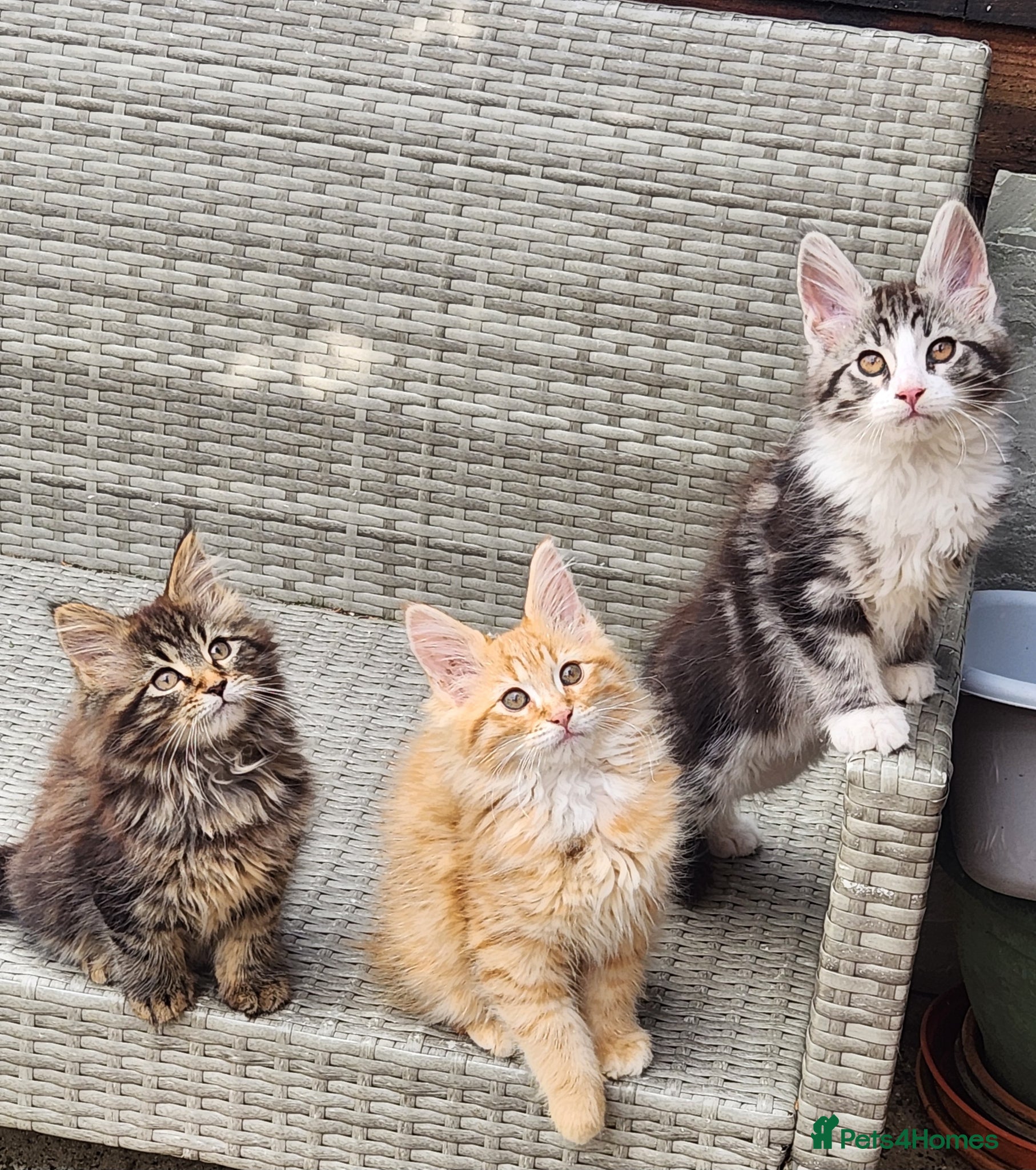 Maine Coon cats Maine Coons Ready Now!! 4 male 1 female  - Advert 5