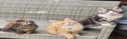 Maine Coon cats for sale: Maine Coons Ready Now!! 4 male 1 female  - Advert 9