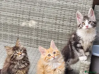 Maine Coon cats Maine Coons Ready Now!! 4 male 1 female - Advert 5