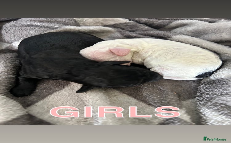 Shihpoo dogs - Advert 2