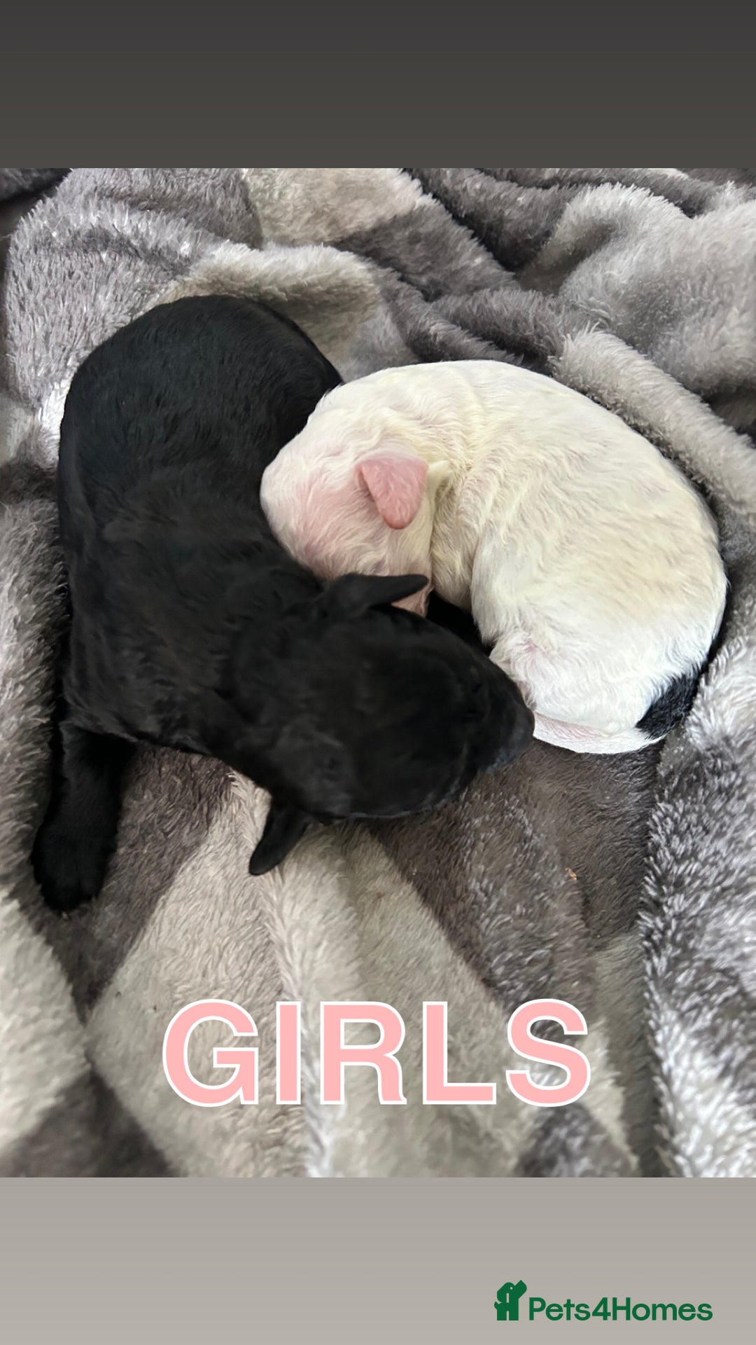 Shihpoo dogs for sale: Stunning Shihpoo x Sproodle puppies - Image 3